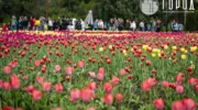 Тюльпаны в Ботаническом саду Краснодара