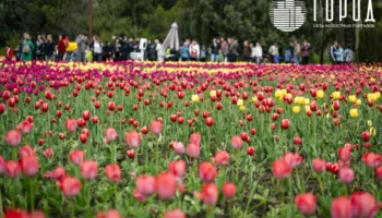 Тюльпаны в Ботаническом саду Краснодара