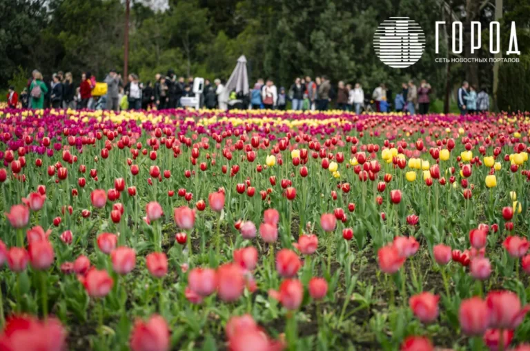 В Ботаническом саду Краснодара 3 апреля зацветут 150 тысяч тюльпанов