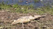 Гибель рыбы и лягушек на Затоне Краснодара