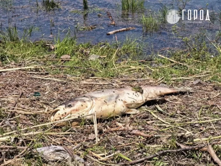 На Затоне в центре Краснодара гибнут рыба и лягушки