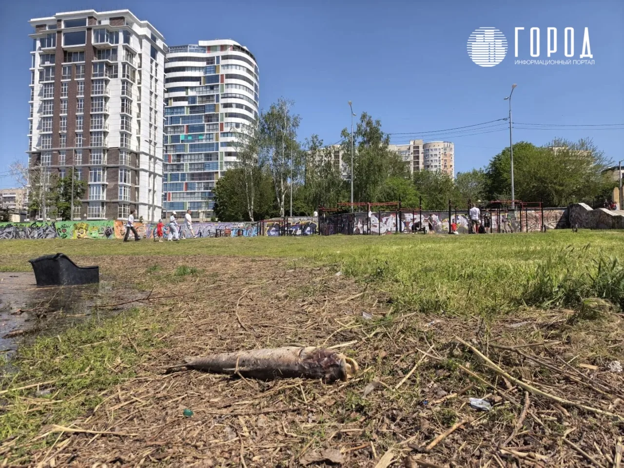Гибель рыбы и лягушек на Затоне Краснодара 5
