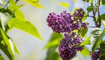 Погода в Краснодарском крае в начале мая 2026 года