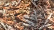 Гибель рыбы и креветок в Азовском море 4