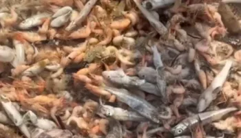 Гибель рыбы и креветок в Азовском море 4