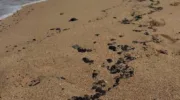 Выбросы мазута в Голубицкой 4