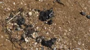 Выбросы мазута в Кучугурах (4)