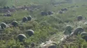 Тысячи арбузов гниют на полях Кубани