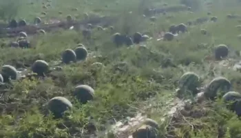 Тысячи арбузов гниют на полях Кубани