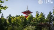 Японский сад в парке Галицкого в Краснодаре (5)
