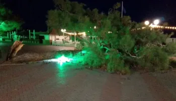 Жестокий шторм повалил дерево
