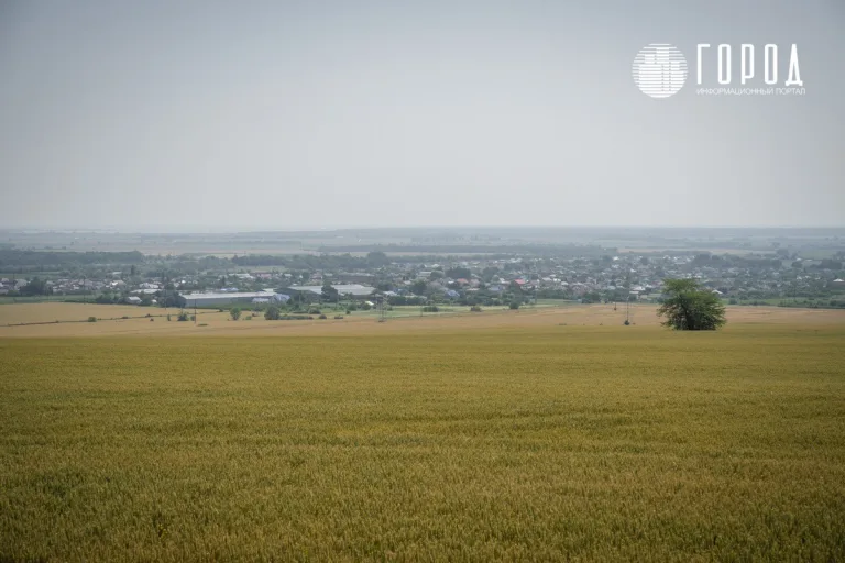 Власти Краснодарского края за год отдали 12 300 га земли в частные руки